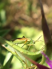 Closterotomus