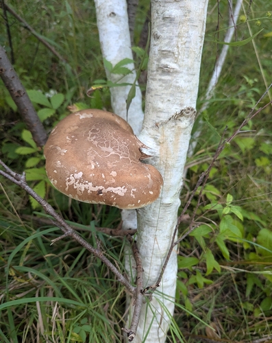 birch polypore