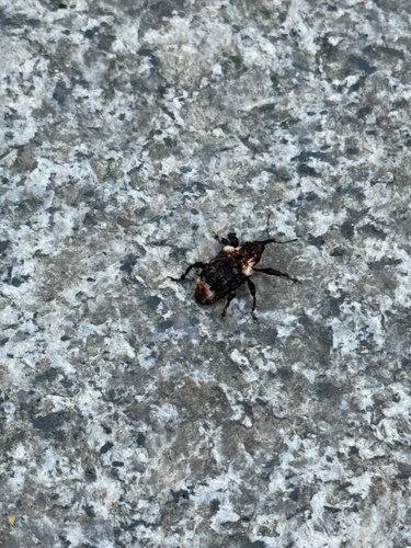 Eucryptorrhynchus scrobiculatus