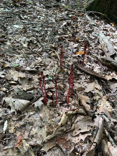 pinesap