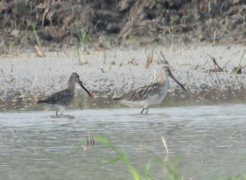 Asian Dowitcher