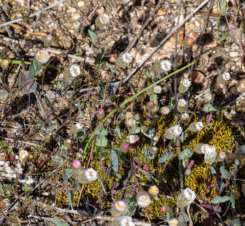 Rhodanthe manglesii, photograph 4