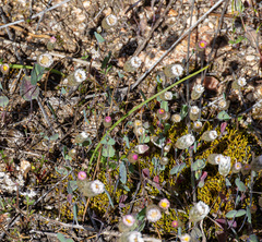 (c) Carmon, some rights reserved (CC BY-SA) Rhodanthe manglesii, photograph (c) Carmon, some rights reserved (CC BY-SA)