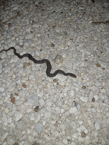 Plain-bellied Watersnake