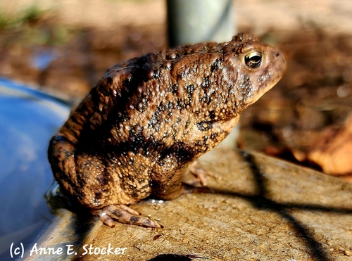 American Toad