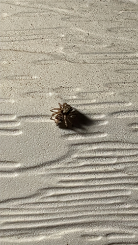 Asiatic Wall Jumping Spider