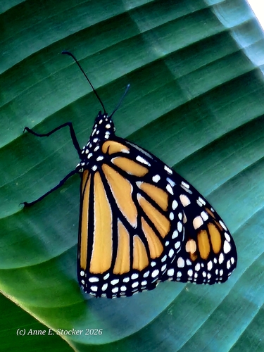 Monarch