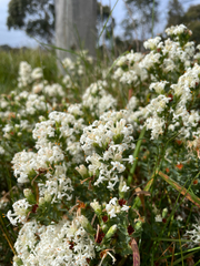 Pimelea glauca, photograph author not stated, no rights reserved