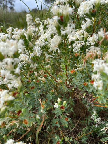 Pimelea glauca, photograph 3