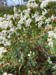 Pimelea glauca, photograph author not stated, no rights reserved