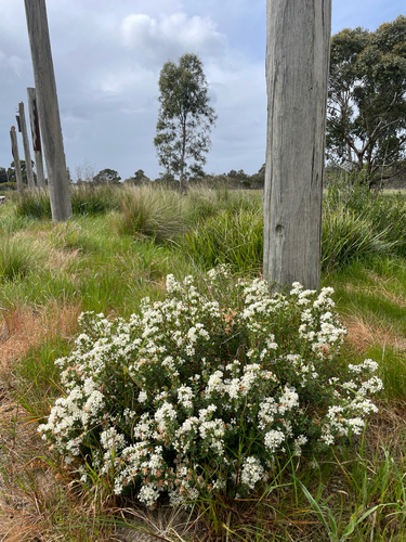 Pimelea glauca