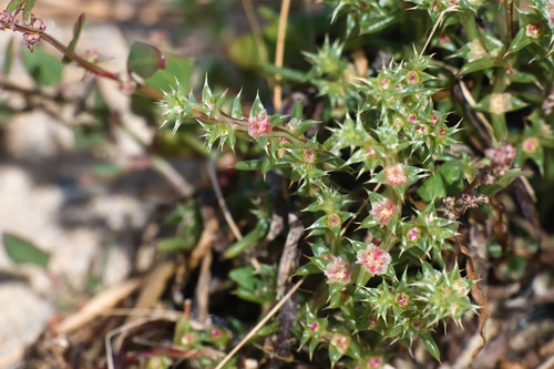 saltwort