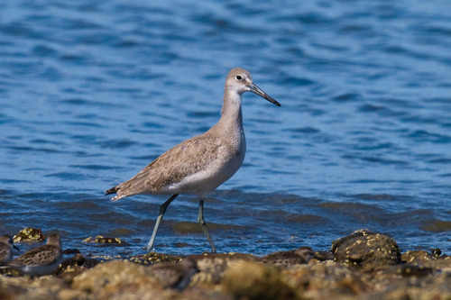 Willet