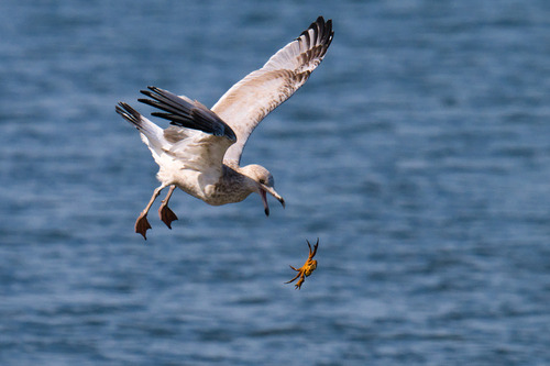 American Herring Gull
