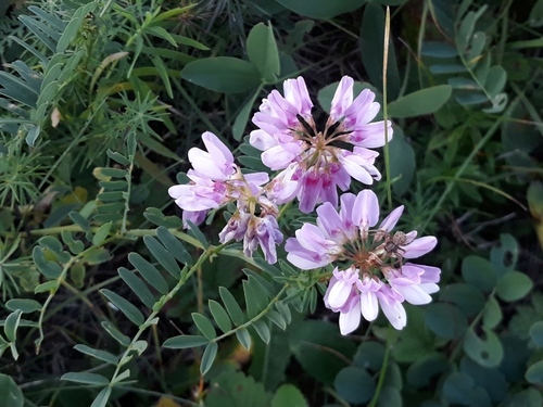 purple crownvetch