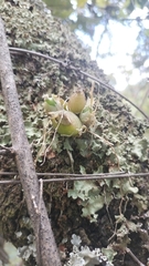 Erycina hyalinobulbon