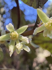 Pseudowintera colorata, photograph (c) Cara-Lisa Schloots, some rights reserved (CC BY)