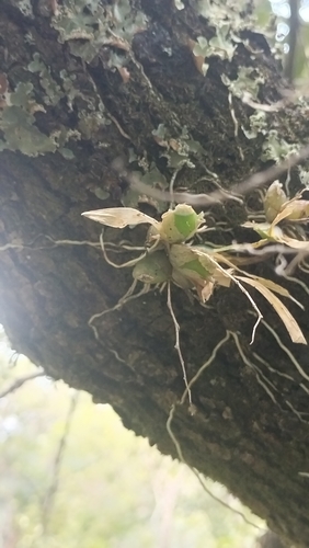 Erycina hyalinobulbon, photograph 2