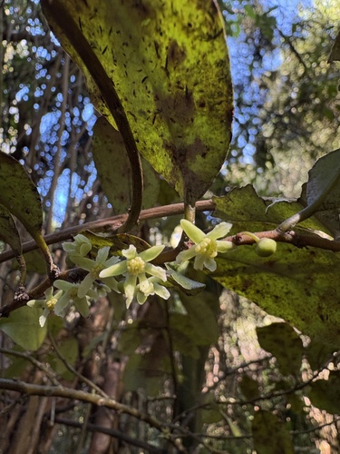 Pseudowintera colorata, photograph 5