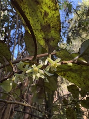 Pseudowintera colorata, photograph (c) Cara-Lisa Schloots, some rights reserved (CC BY)
