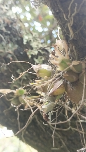 Erycina hyalinobulbon, photograph 3