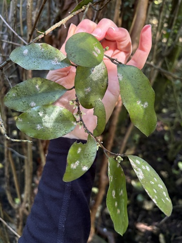 Pseudowintera colorata, photograph 6