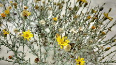 Xanthisma gypsophilum