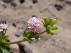 Boerhavia repens