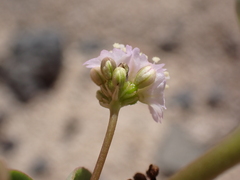 Boerhavia repens, photograph (c) Neal Kelso, some rights reserved (CC BY)