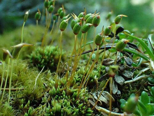 Conostomum tetragonum observed 2026-07-21