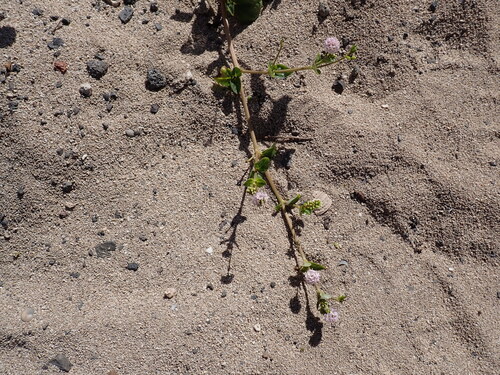 Boerhavia repens, photograph 5