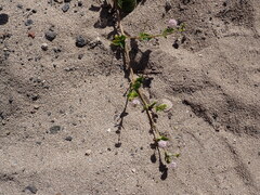Boerhavia repens, photograph (c) Neal Kelso, some rights reserved (CC BY)