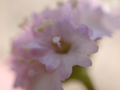 Boerhavia repens, photograph (c) Neal Kelso, some rights reserved (CC BY)