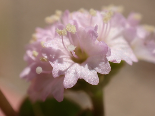 Boerhavia repens, photograph 2