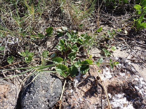 Boerhavia repens, photograph 6