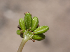Boerhavia repens, photograph (c) Neal Kelso, some rights reserved (CC BY)