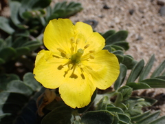 (c) Neal Kelso, some rights reserved (CC BY) Tribulus cistoides, photograph (c) Neal Kelso, some rights reserved (CC BY)