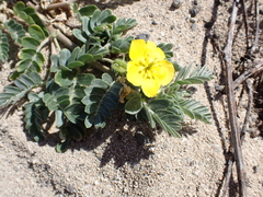 (c) Neal Kelso, some rights reserved (CC BY) Tribulus cistoides, photograph (c) Neal Kelso, some rights reserved (CC BY)