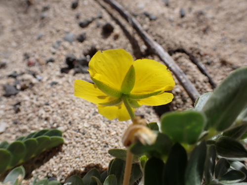 Tribulus cistoides, photograph 3