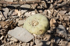 Lophophora diffusa