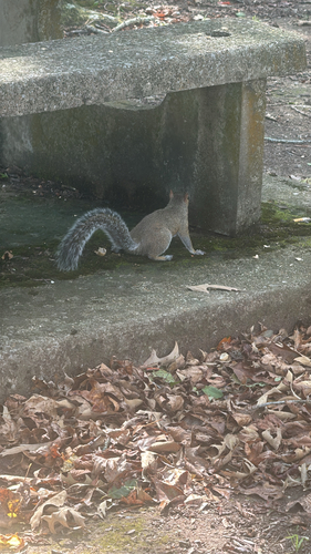 Eastern Gray Squirrel