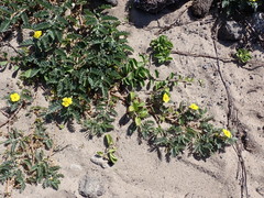 (c) Neal Kelso, some rights reserved (CC BY) Tribulus cistoides, photograph (c) Neal Kelso, some rights reserved (CC BY)