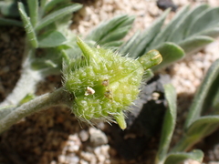 (c) Neal Kelso, some rights reserved (CC BY) Tribulus cistoides, photograph (c) Neal Kelso, some rights reserved (CC BY)