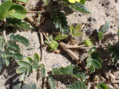 Tribulus cistoides, photograph 6