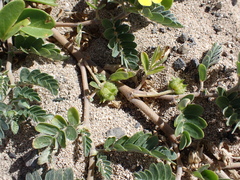 Tribulus cistoides, photograph (c) Neal Kelso, some rights reserved (CC BY)