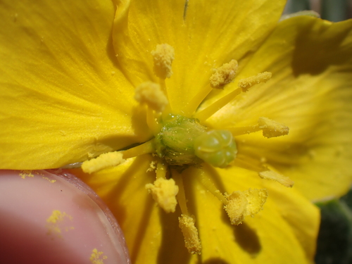 Tribulus cistoides
