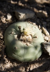Lophophora diffusa