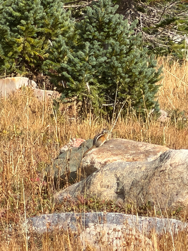 Least Chipmunk