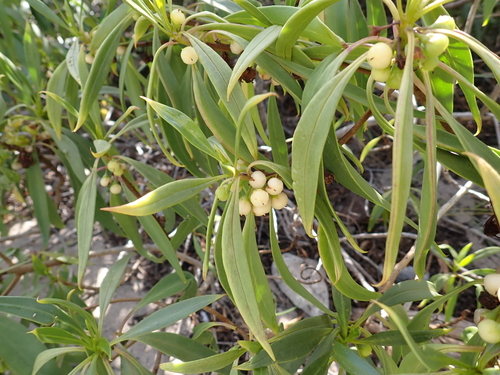 Myoporum sandwicense, photograph 6