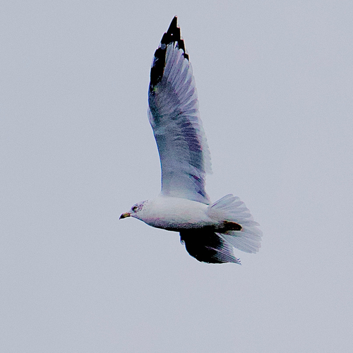 Ring-billed Gull